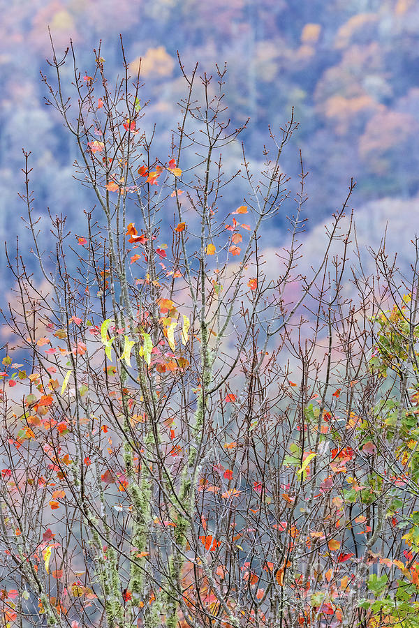 Autumn Palette Photograph by Doug Sturgess