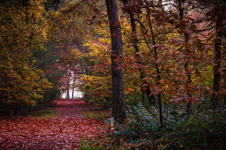 Autumn Palette I Photograph by William Mevissen