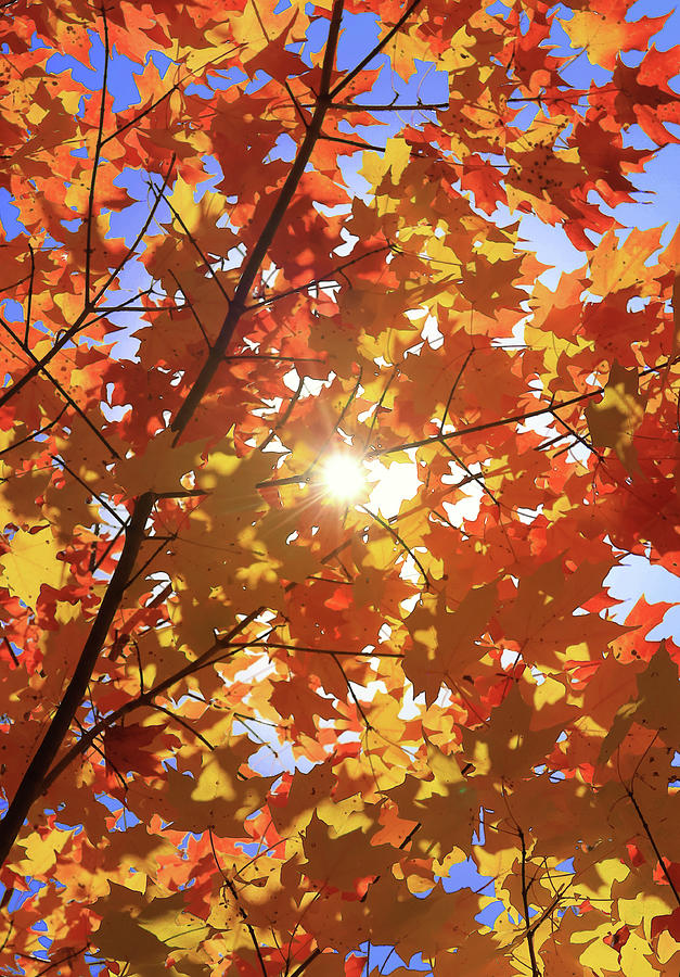 Autumn Palette Photograph by Rob Blair
