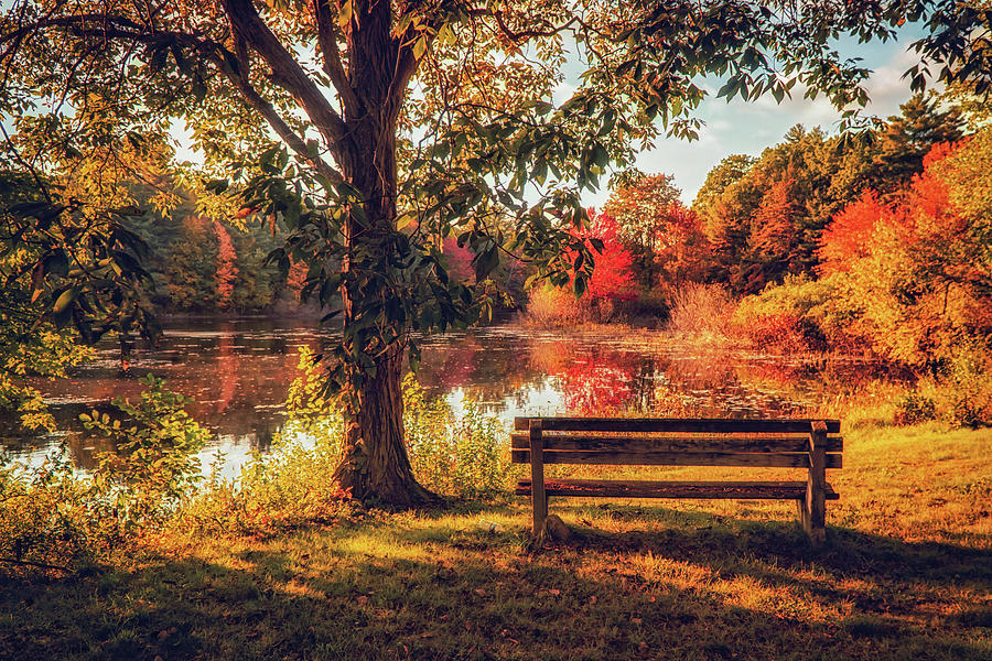 Autumn Park near pond Photograph by Lilia S