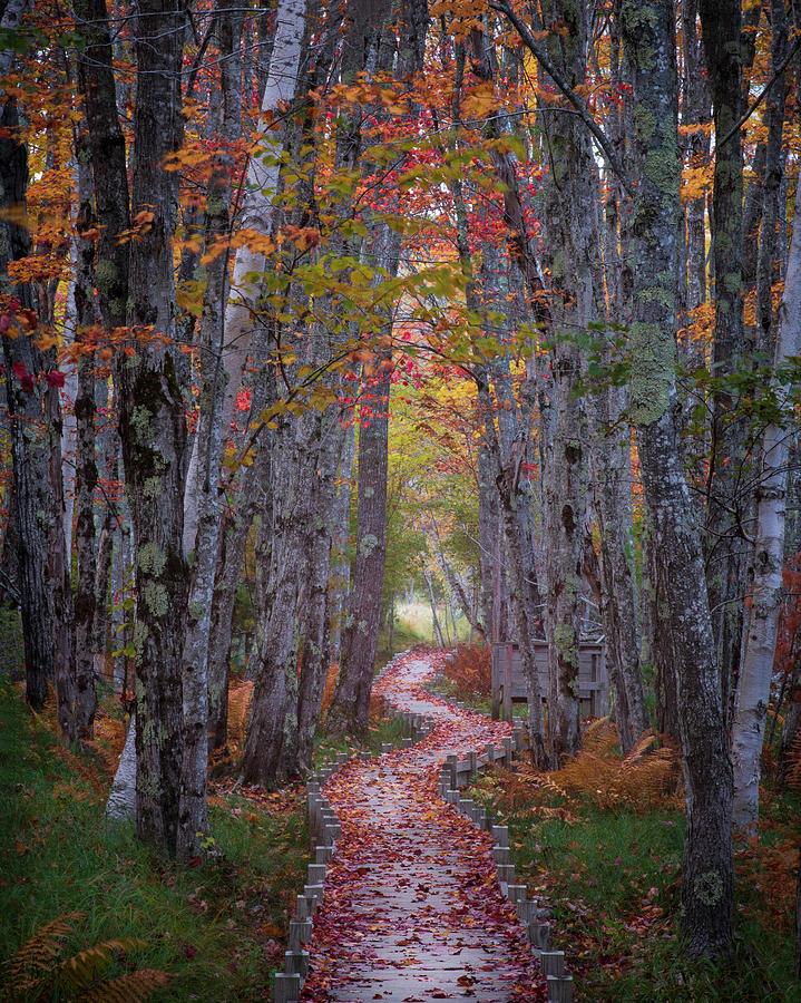 Fall Photograph - Autumn Passage by Joseph Rossbach