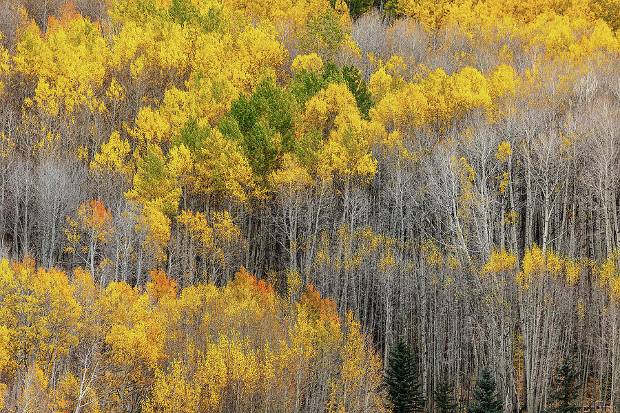 Autumn Passage Photograph by Rick Furmanek