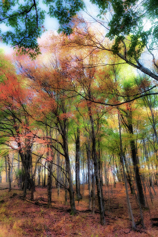 Autumn Pastel Fall fx Photograph by Dan Carmichael