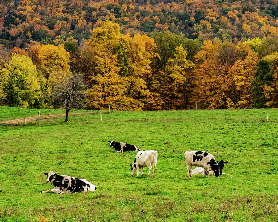 Autumn Pastures Photograph by Cathy Kovarik