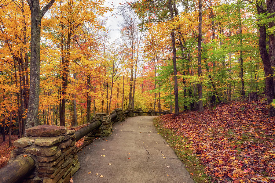 Autumn Path at Hawks Nest Photograph by Susan Rissi Tregoning