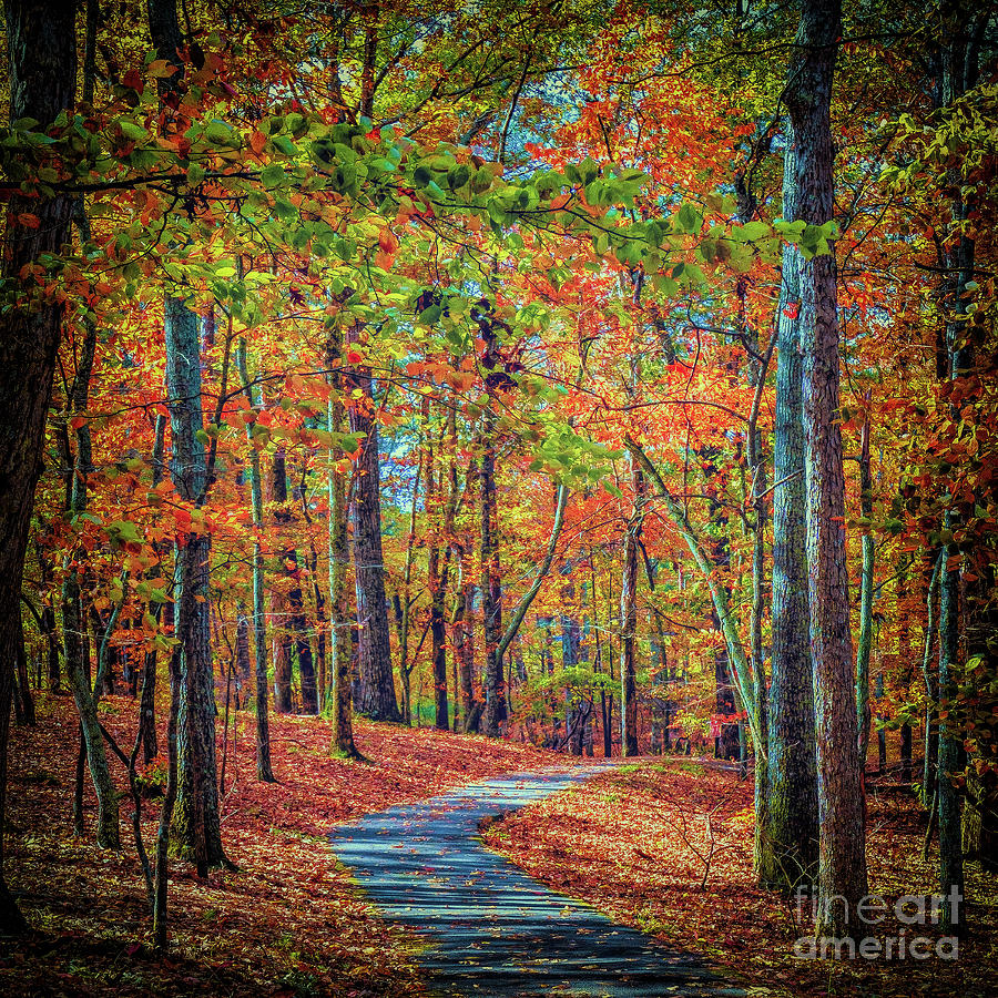 Autumn Path at Red Top Photograph by Nick Zelinsky Jr