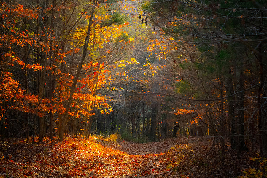 Autumn Path Photograph by Bonny Puckett