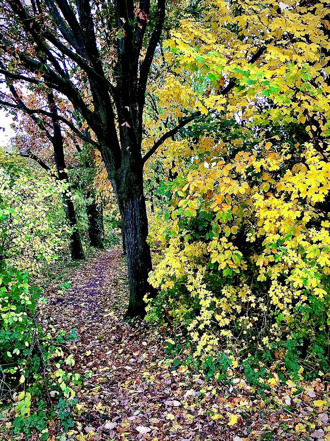Autumn Path Photograph by Gordon James