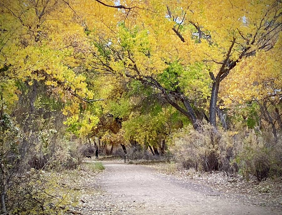 Autumn path Photograph by Mary Lee Dereske