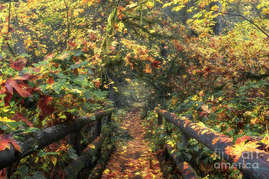 Autumn Path  Photograph by Masako Metz