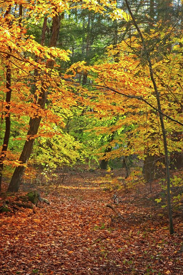 Landscape Photograph - Autumn Path by Matthew Adelman