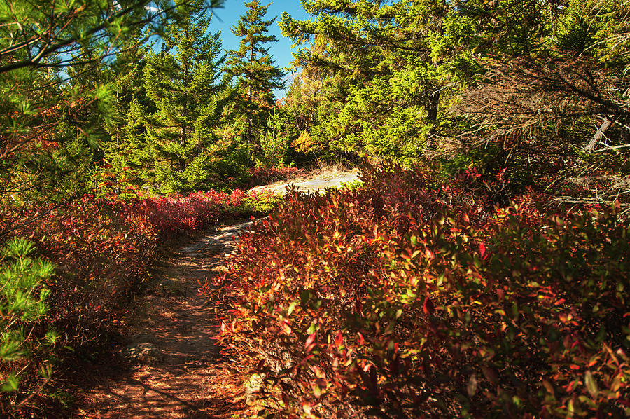 Autumn Path Photograph by Paul Mangold