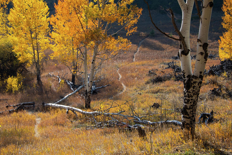 Autumn Path Through a Meadow Photograph by Cascade Colors