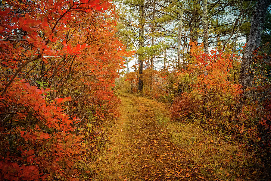 Autumn path to nature 2 Photograph by Lilia S