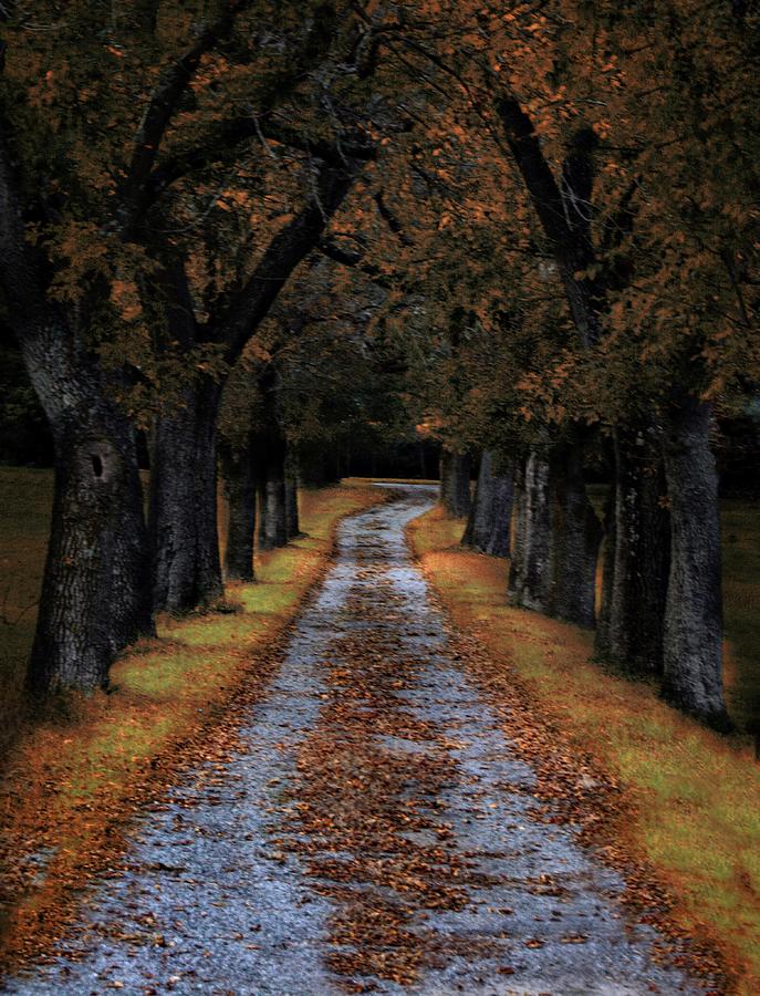 Autumn Paths Photograph by Mark Fuller