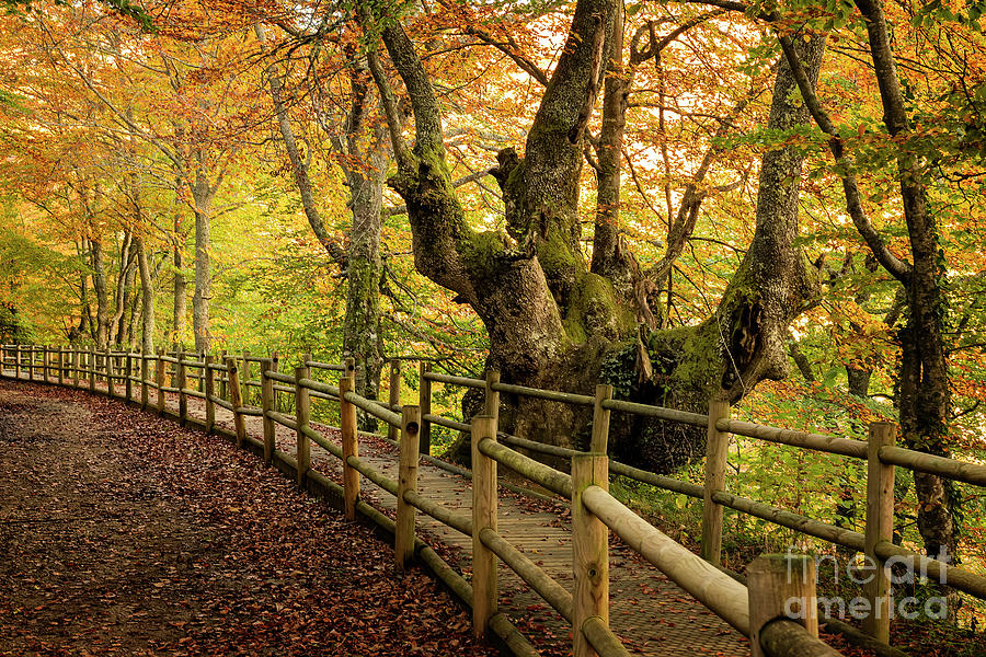 Autumn pathway Photograph by Hernan Bua