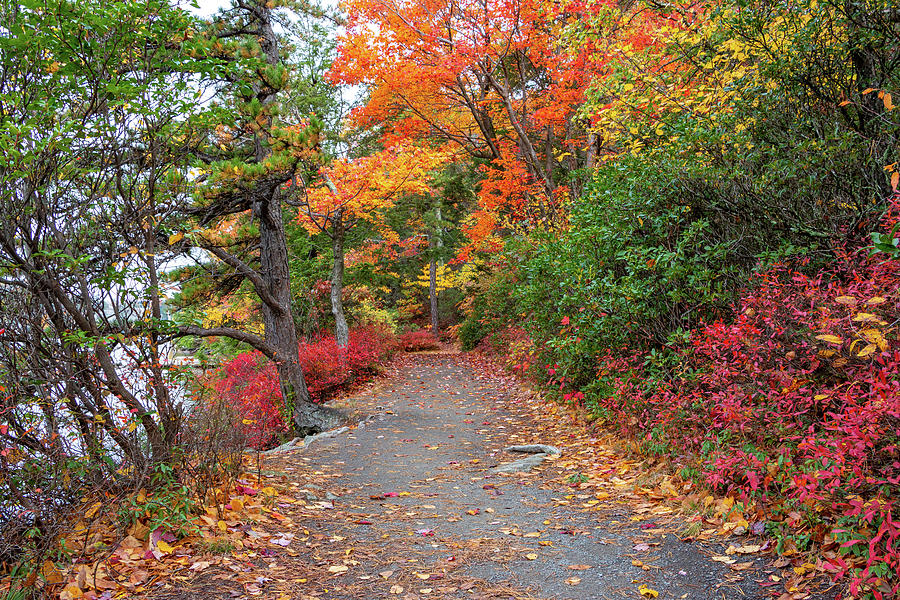 Autumn Pathway Photograph by Jeff Severson