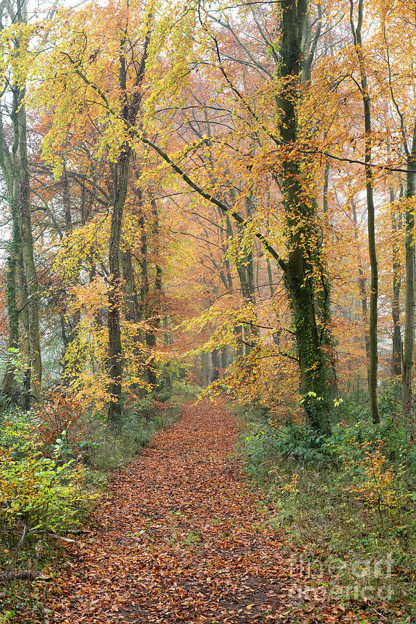 Autumn Pathway Through Beech Trees in a Misty Cotswold Wood Photograph by Tim Gainey