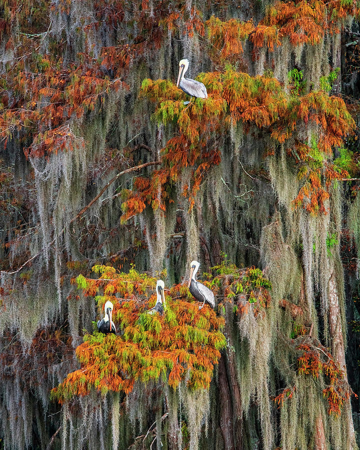 Autumn Pelicans Photograph by Andy Crawford