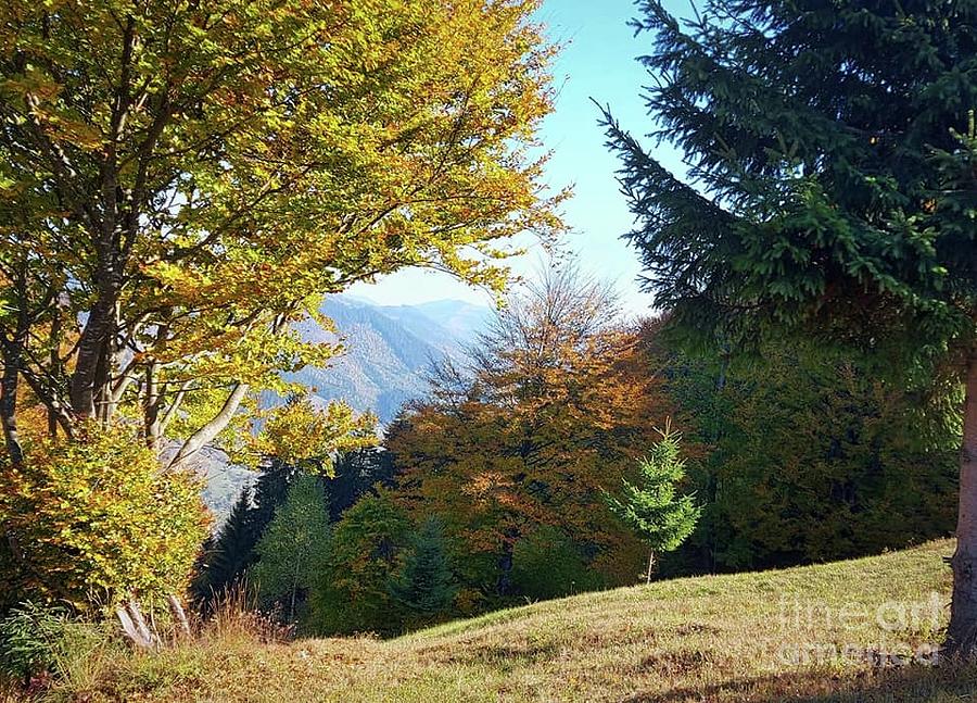 Autumn period Photograph by Julia Bernardes