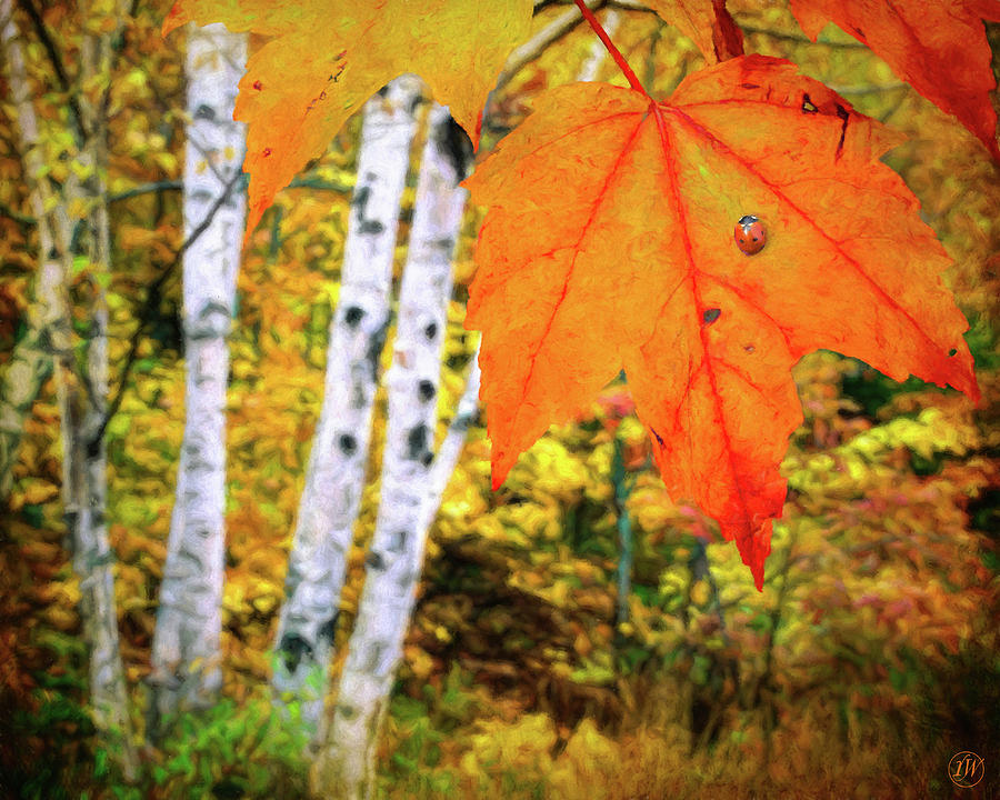 Autumn Perspectives by Rick Wiles Autumn Perspectives by Rick Wiles