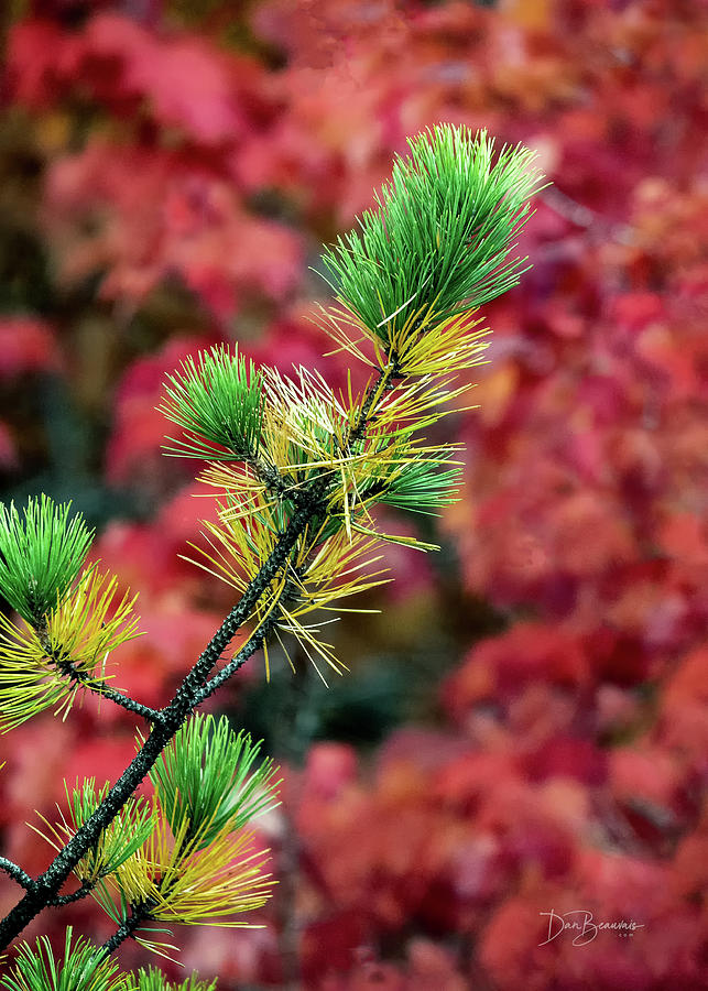 Autumn Pine on Maple #4123 Photograph by Dan Beauvais