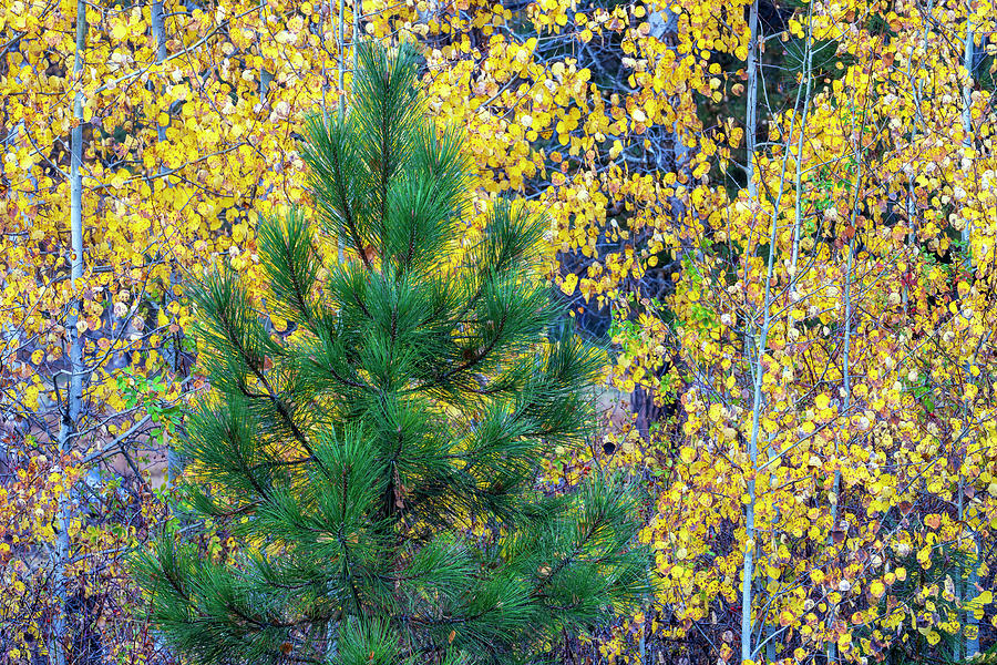 Autumn Pine Tree Photograph by Christopher Johnson