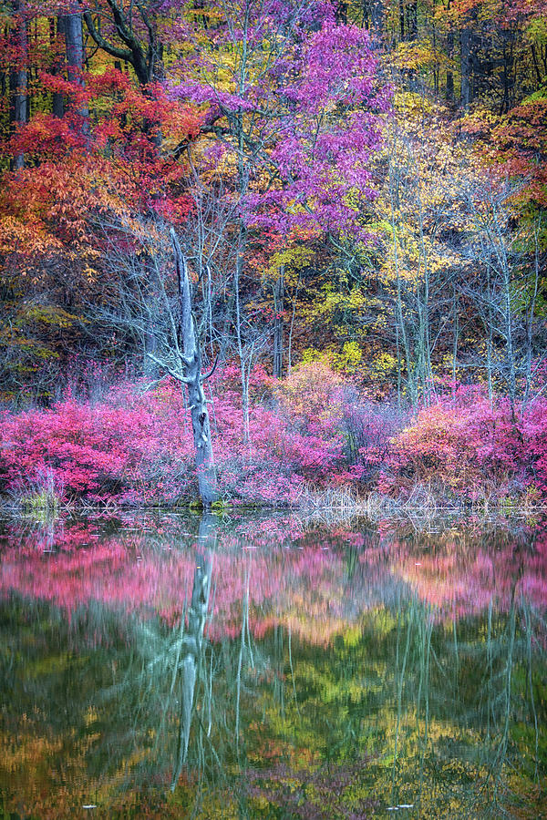 Autumn Pink Photograph by Joann Long