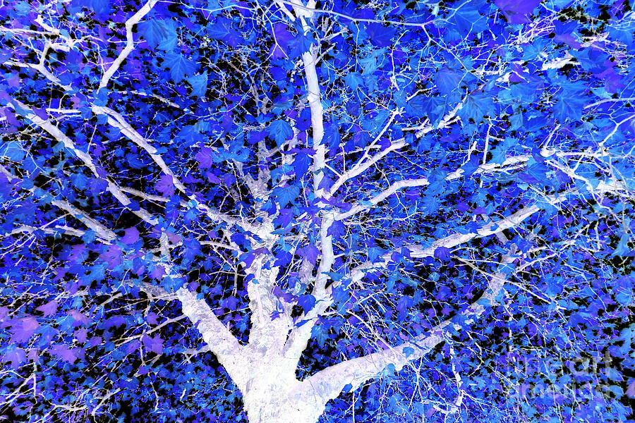 Autumn Plane Tree, York, Blue Leaf Edit Photograph