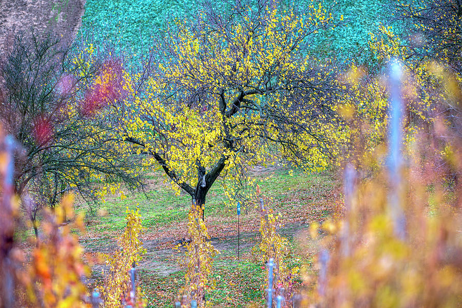 Autumn plantation in South Moravia 3 Photograph by Dubi Roman