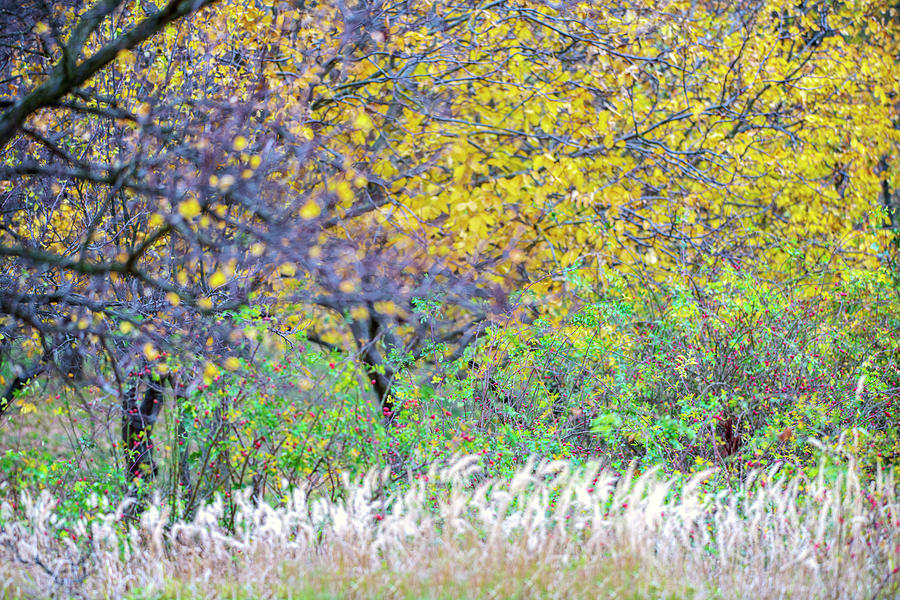Autumn plantation in South Moravia 2 Photograph by Dubi Roman
