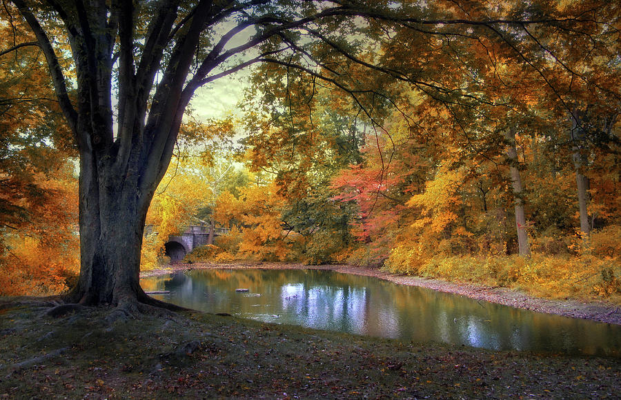 Autumn Pond Photograph by Jessica Jenney