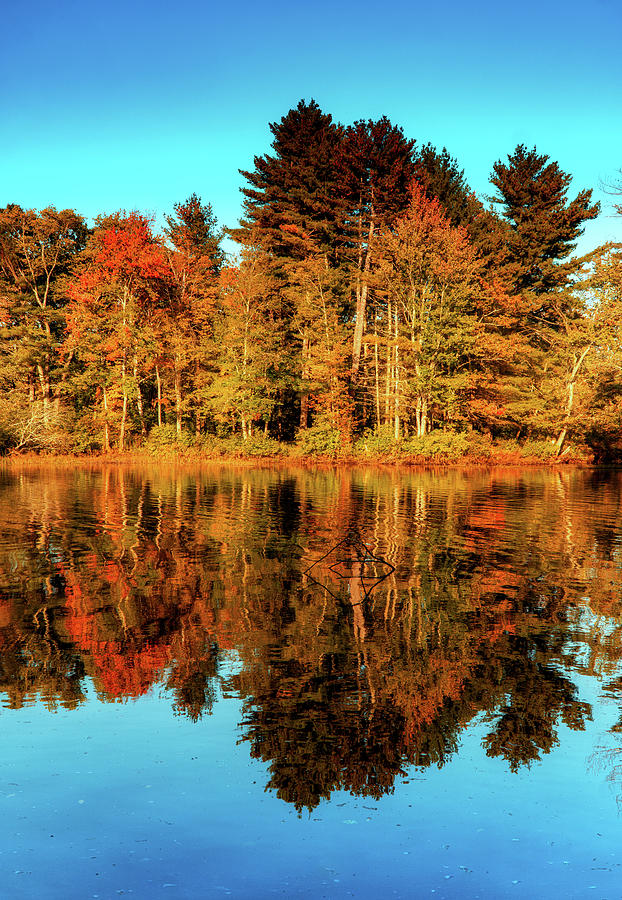 Autumn pond mirror reflection 2 Photograph by Lilia S