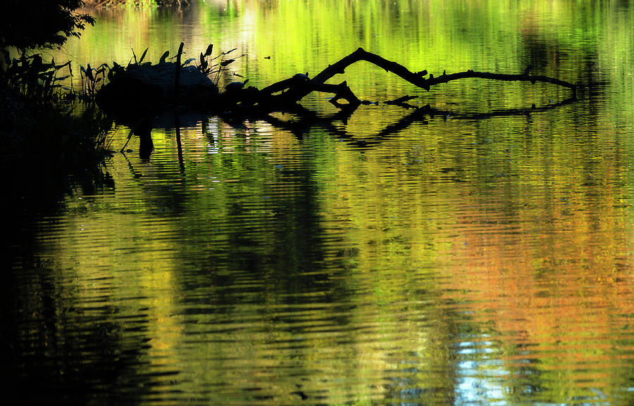 Autumn Pond Silhouette Photograph by Cate Franklyn