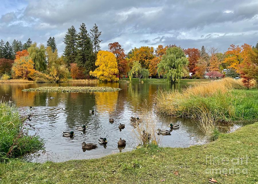 Autumn Pond with Ducks Photograph by Carol Groenen
