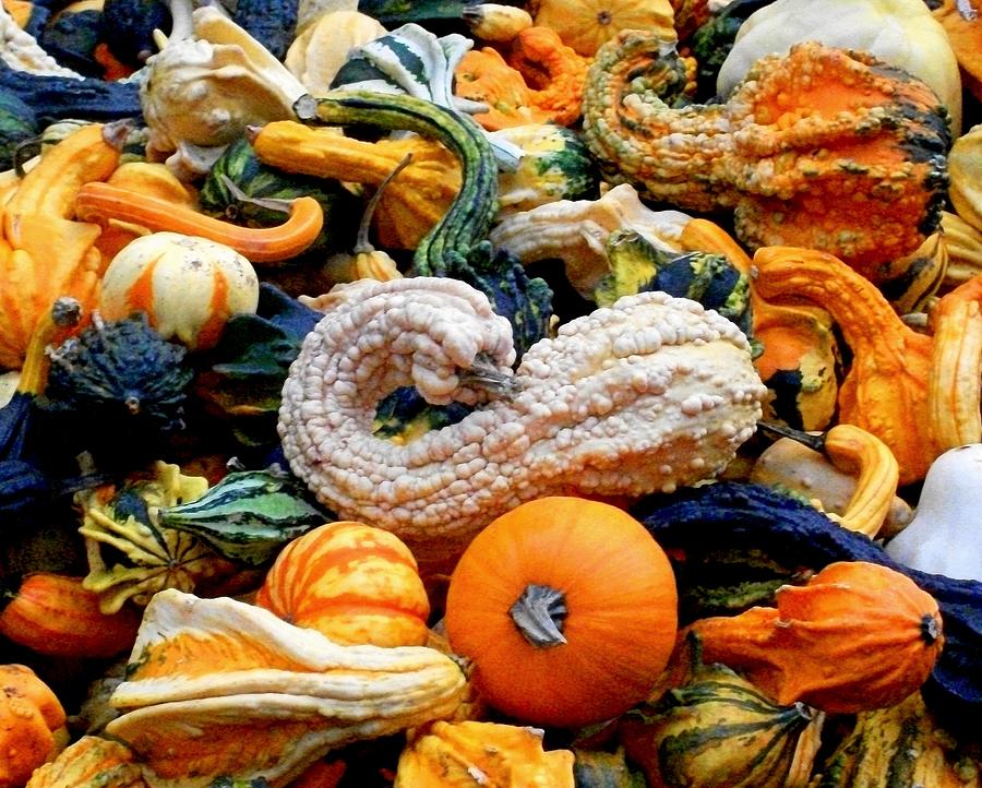 Autumn Produce III - Gourds Photograph by Liza Dey