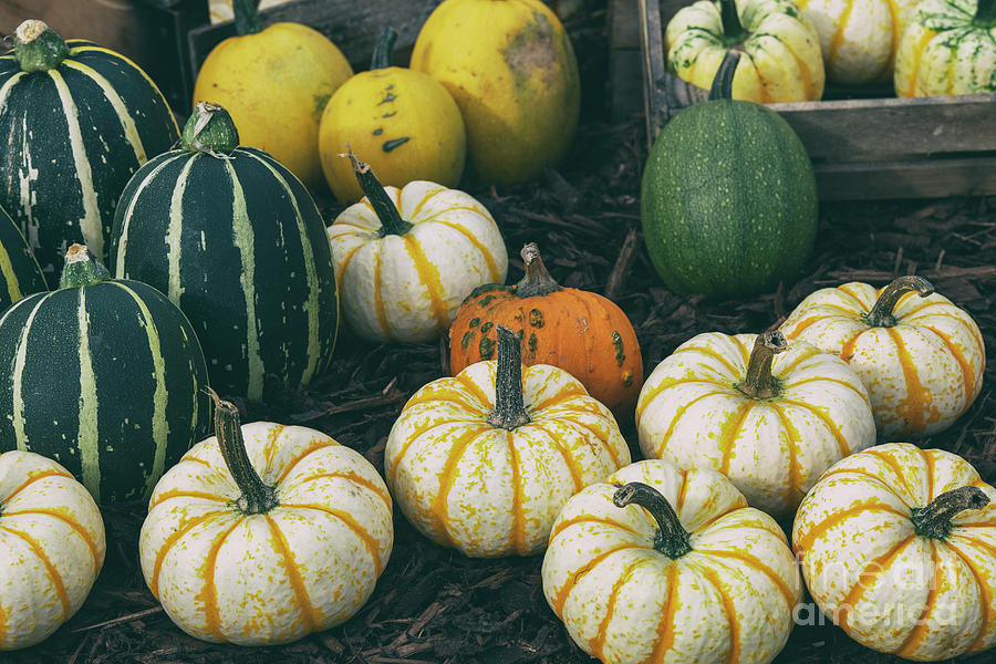 Autumn Pumpkins and Squash Photograph by Tim Gainey