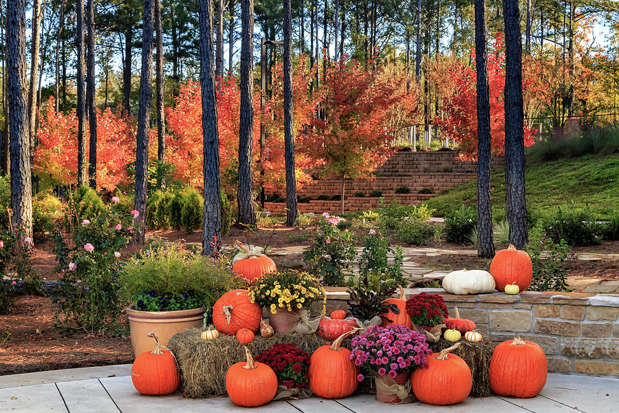 Fall Photograph - Autumn Pumpkins In East Texas by James Eddy