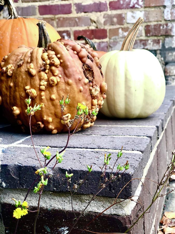 Fall Photograph - Autumn Pumpkins by M West