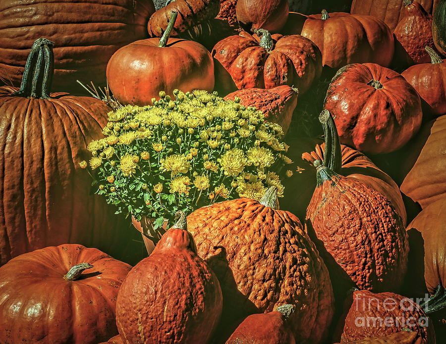 Autumn Pumpkins Photograph by Nick Zelinsky Jr