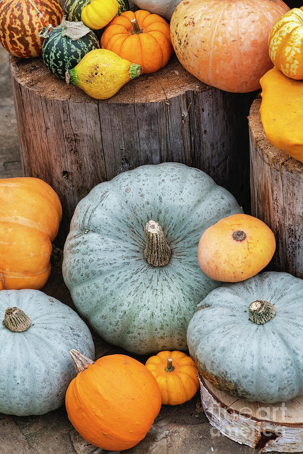 Autumn Pumpkins  Photograph by Tim Gainey