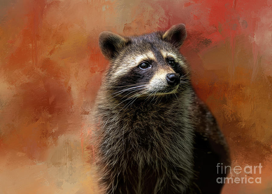Wildlife Photograph - Autumn Raccoon by Elisabeth Lucas