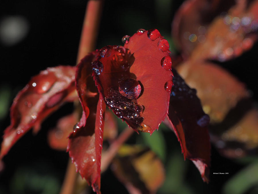 Autumn Rain Beads Photograph by Richard Thomas