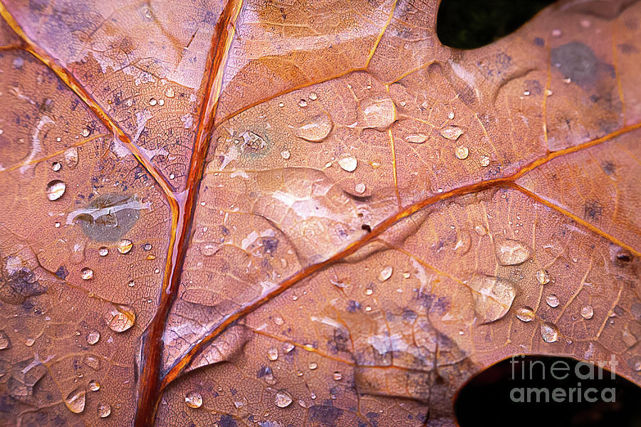 Autumn Rain Photograph