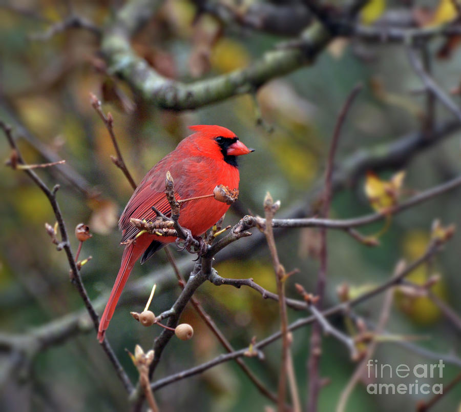 Autumn Red - A Male Cardinal Photograph by Kerri Farley