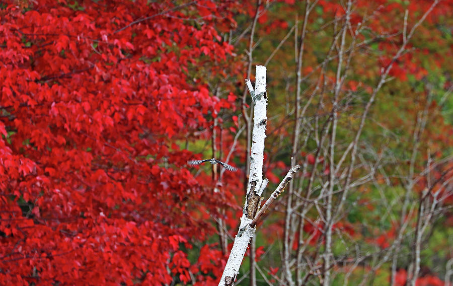Autumn Red And White With Woodpecker Photograph by Debbie Oppermann
