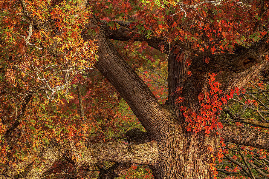 Autumn Red Photograph by Andrew Soundarajan