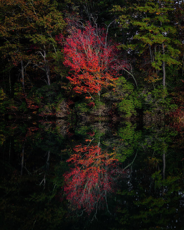 Autumn Red Photograph by Donnie Whitaker