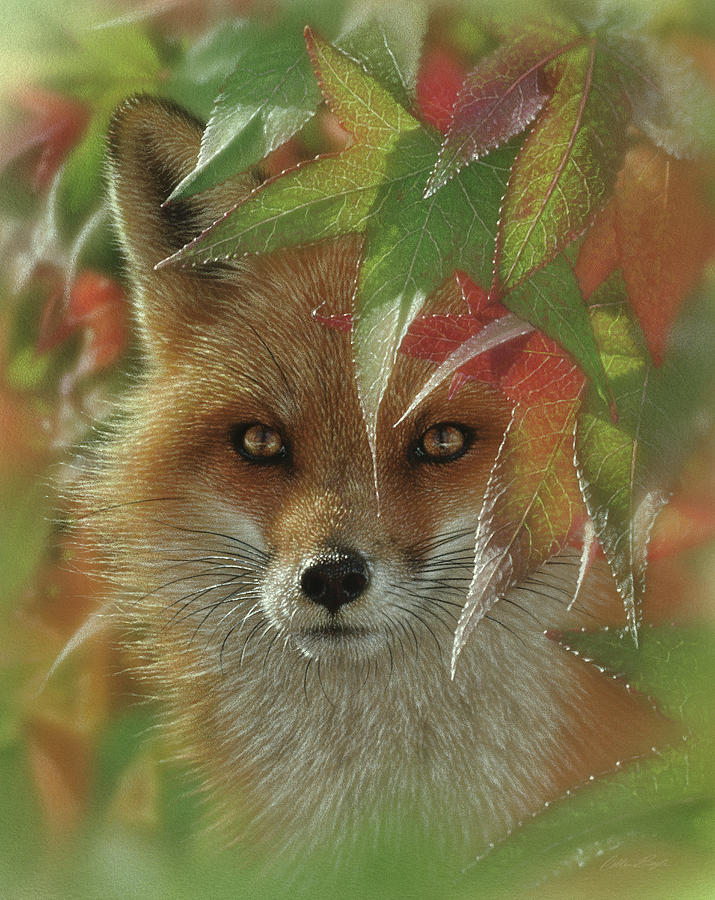 Fall Pastel - Autumn Red Fox by Collin Bogle