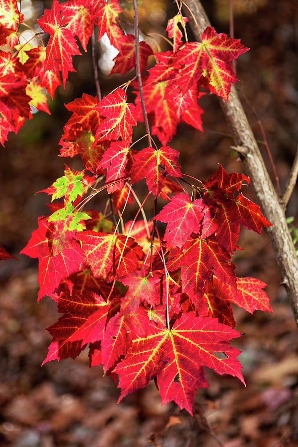 Autumn Red Maple Leaves Photograph by Dan Carmichael